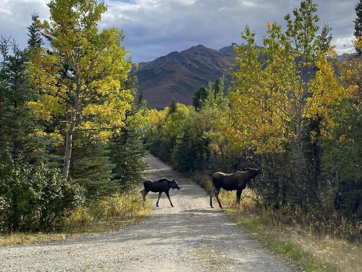 Denali Park View Family Log Cabin Kültér fotó